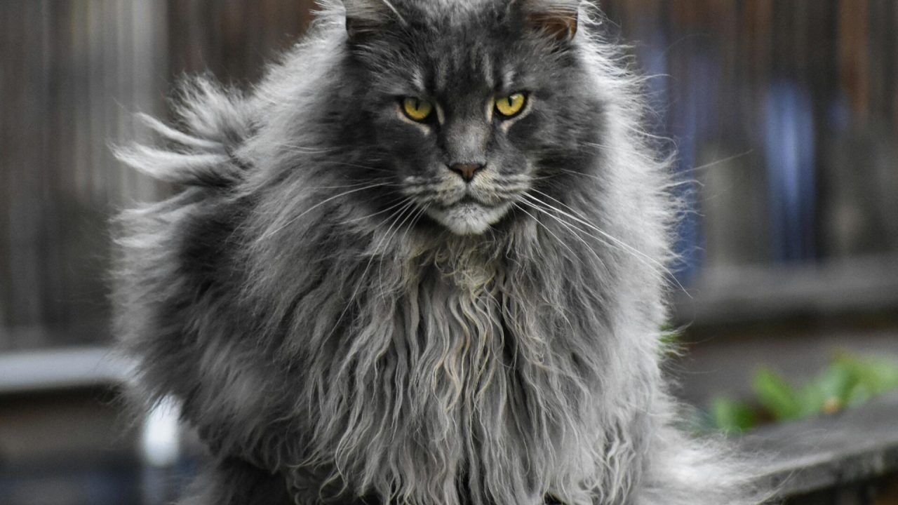 Bay Area’s Best Maine Coon Kittens for Sale – Visit Amore Cattery