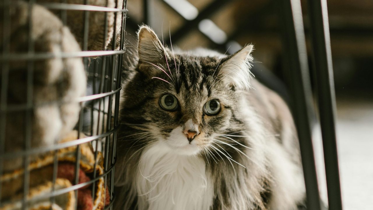 Maine Coon Cats for Sale Sacramento – Exotic and Affectionate Cats